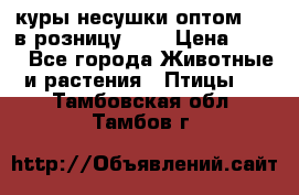 куры несушки.оптом 160 в розницу 200 › Цена ­ 200 - Все города Животные и растения » Птицы   . Тамбовская обл.,Тамбов г.